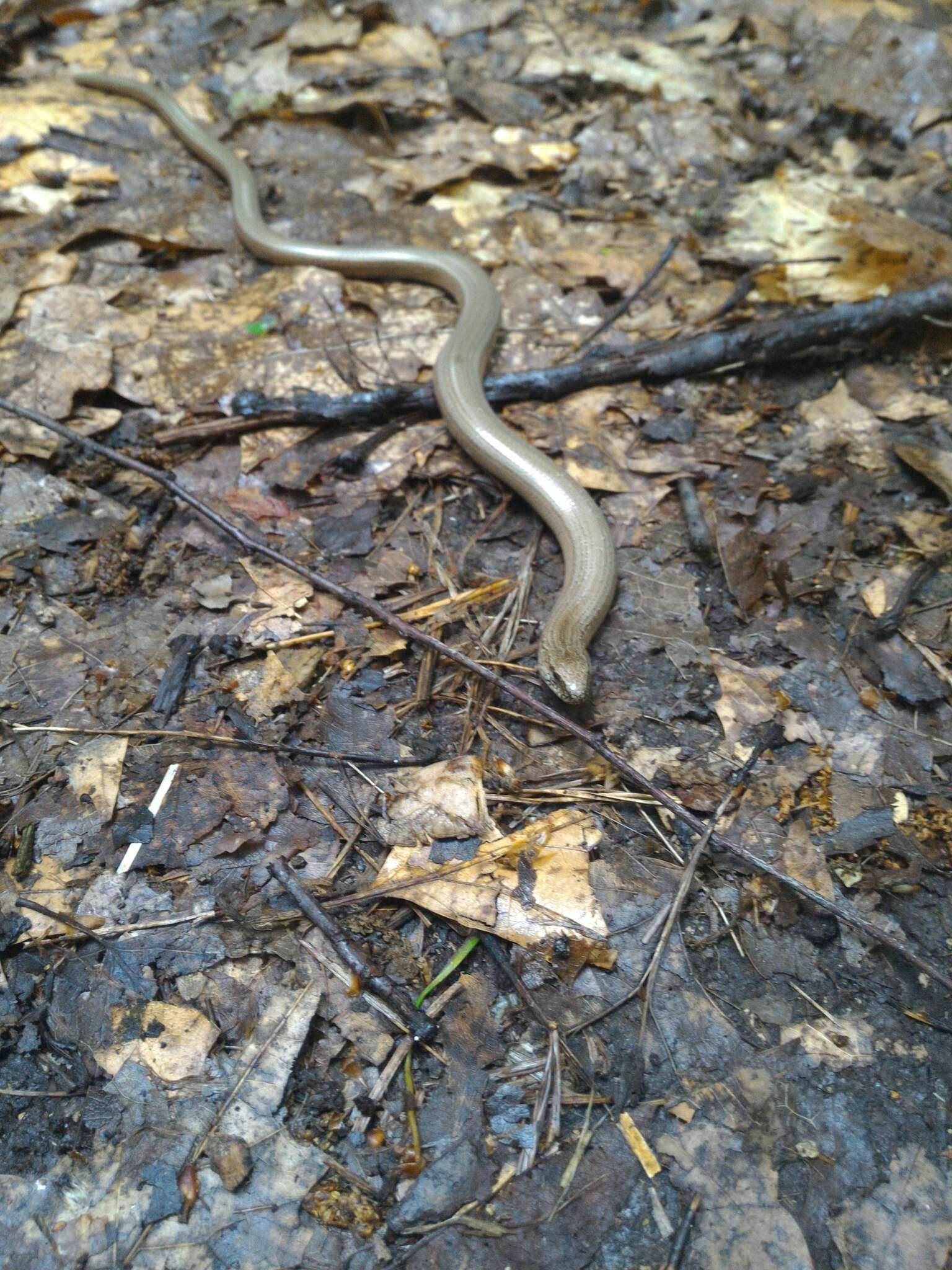 Image of Slow worm