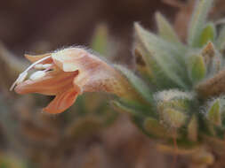 Imagem de Ruellia diversifolia S. Moore