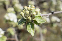 Pyrus elaeagrifolia Pall. resmi