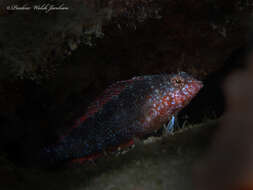 Image of Rosy Blenny