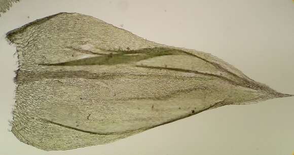 Image of <i>Plasteurhynchium striatulum</i>