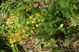 Ferulago humilis Boiss. resmi