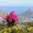 Image of Erica abietina subsp. diabolis E. G. H. Oliv. & I. M. Oliv.