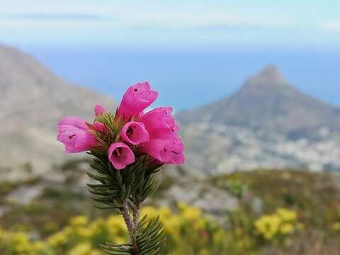 Image of Erica abietina subsp. diabolis E. G. H. Oliv. & I. M. Oliv.