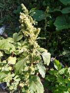 Image of redroot amaranth