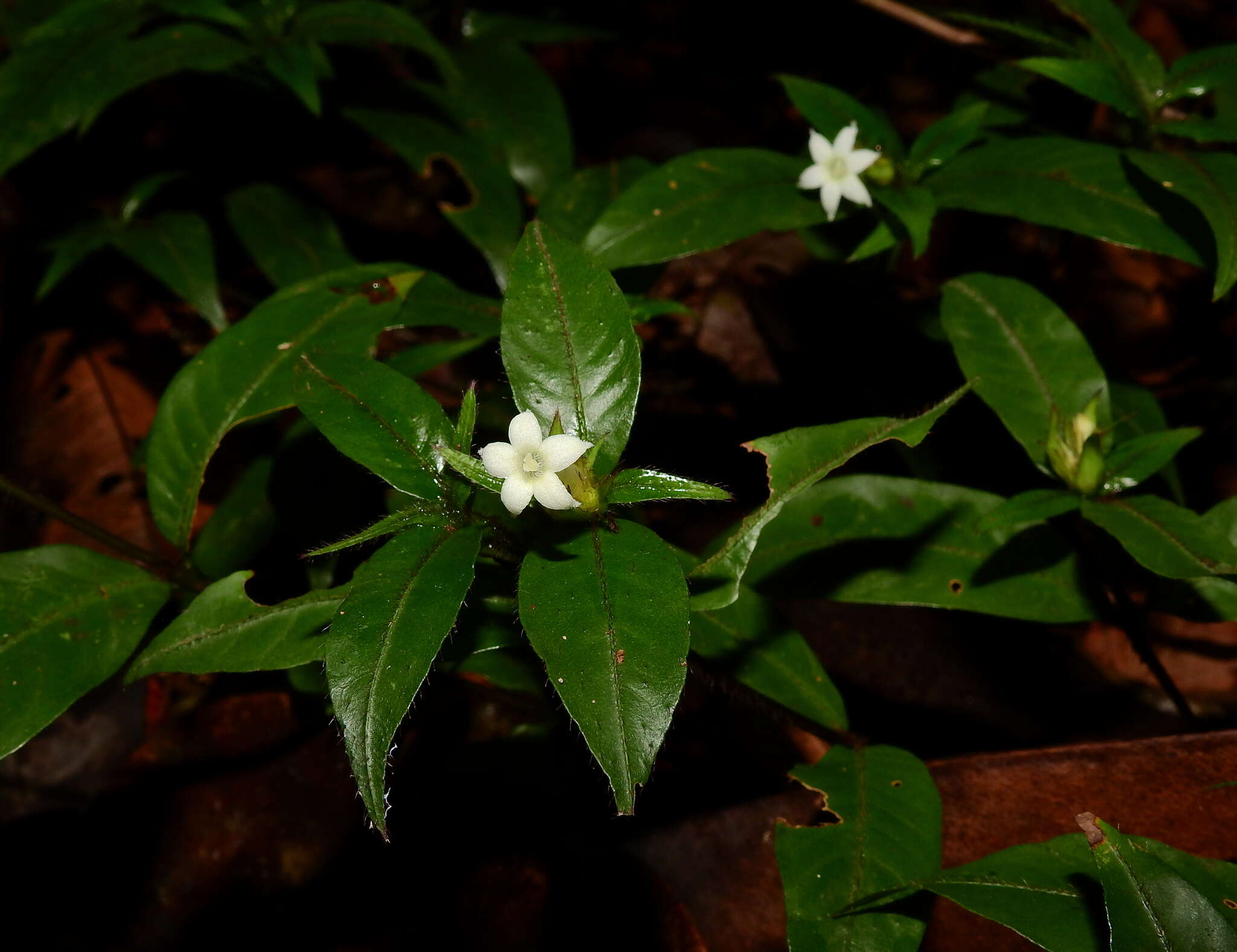 Image of Palicourea trichophora