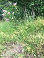 Image of Armeria maritima subsp. elongata (Hoffm.) Bonnier