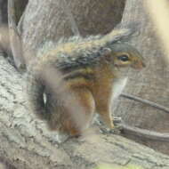 Image of Fire-footed Rope Squirrel