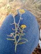 Image of Achillea micrantha Willd.