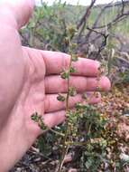 Image of Leafy-Stem Pseudosaxifrage