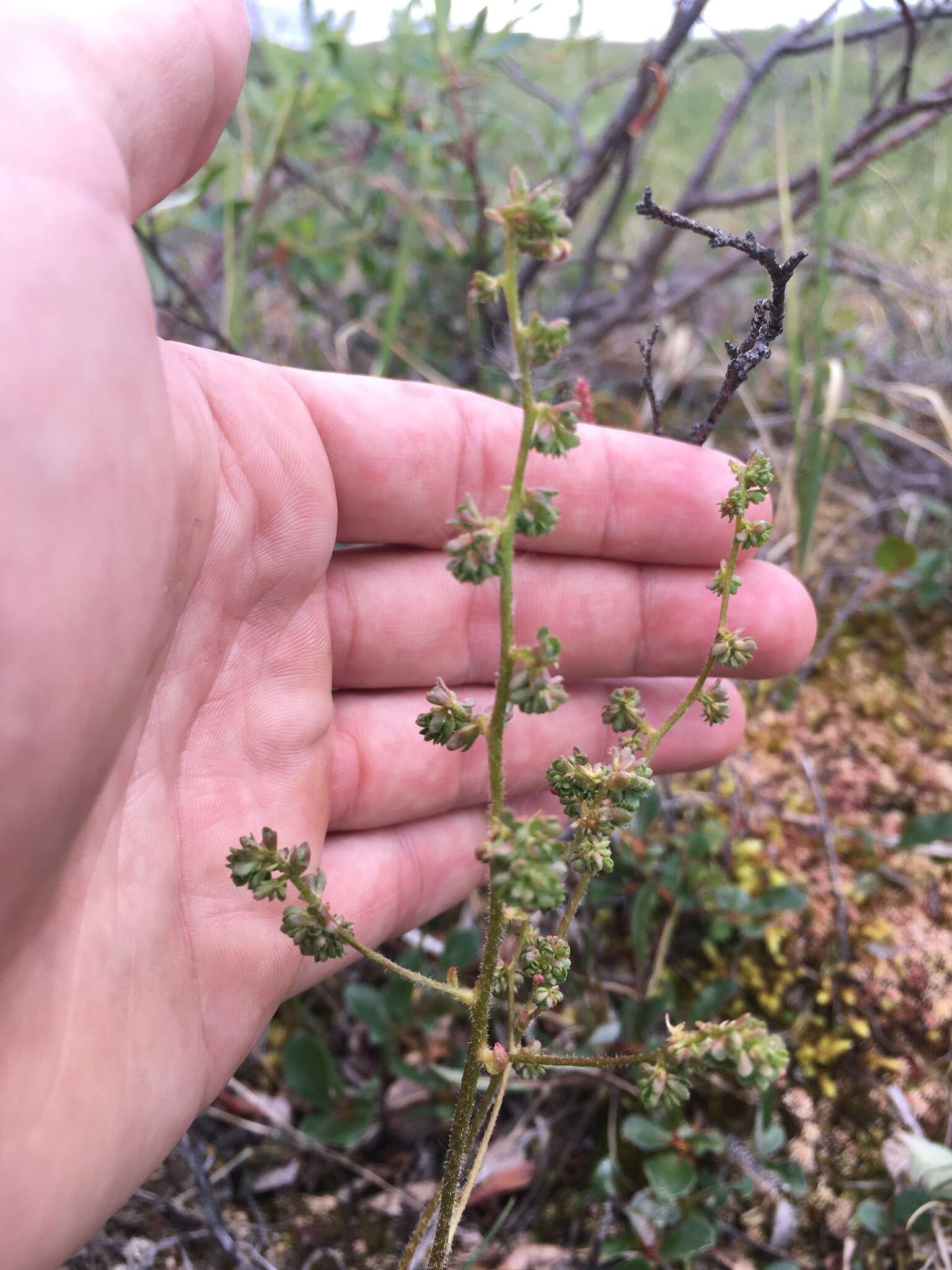 Image of Leafy-Stem Pseudosaxifrage