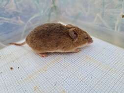 Image of Common African Fat Mouse -- Fat Mouse