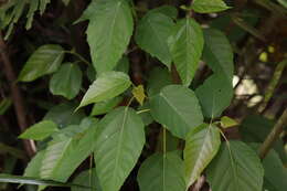 Image of Ficus variegata Bl.