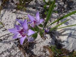 Image of Babiana nana subsp. maculata (Klatt) Goldblatt & J. C. Manning