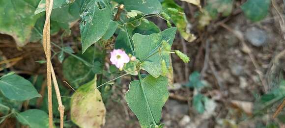 Imagem de Commicarpus chinensis (L.) Heim. ex Engler