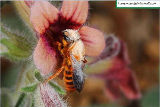 Imagem de Megachile desertorum Morawitz 1875