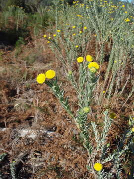 Image of Schistostephium umbellatum (L. fil.) K. Bremer & C. J. Humphries