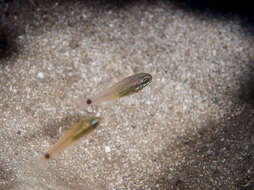 Image of Spotted cardinalfish