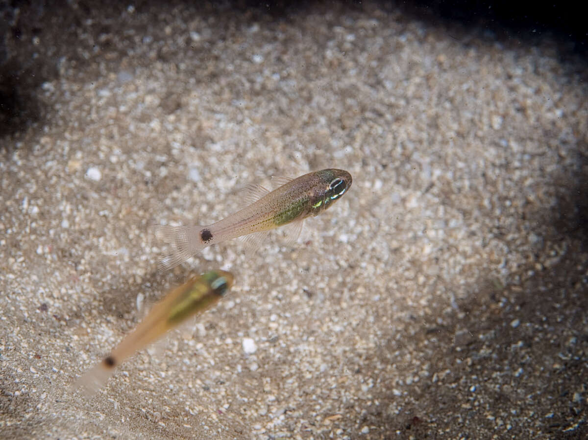 Image of Spotted cardinalfish