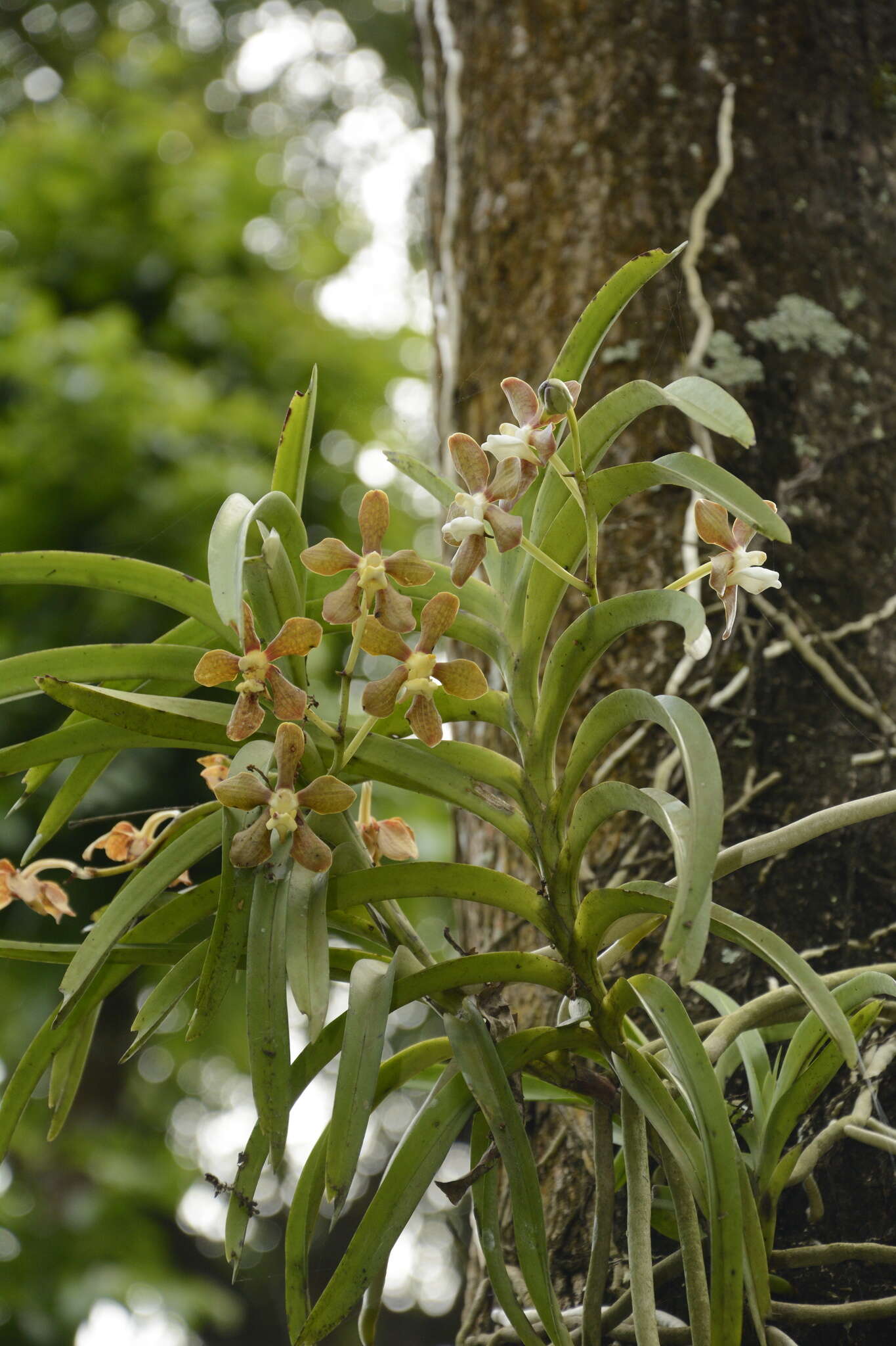 Image of Vanda wightii Rchb. fil.