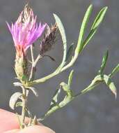 Image of Centaurea aristata Hoffmgg. & Link