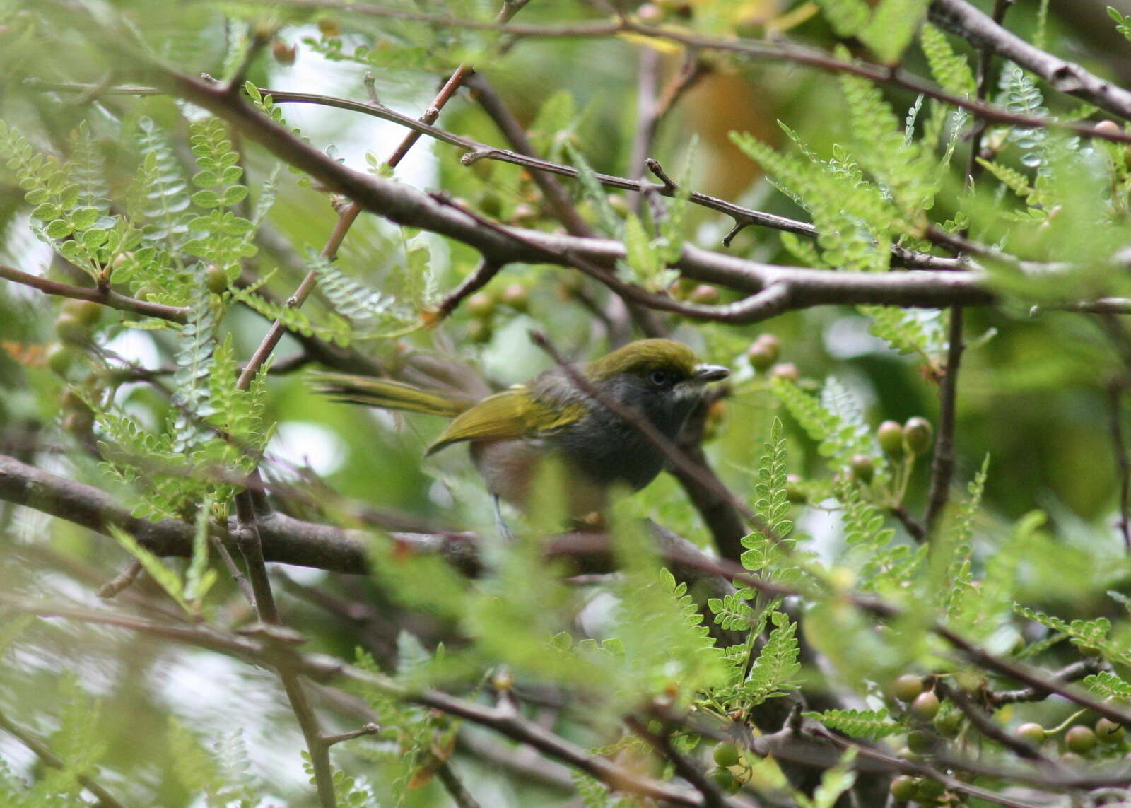 Слика од Vireo brevipennis (Sclater & PL 1858)