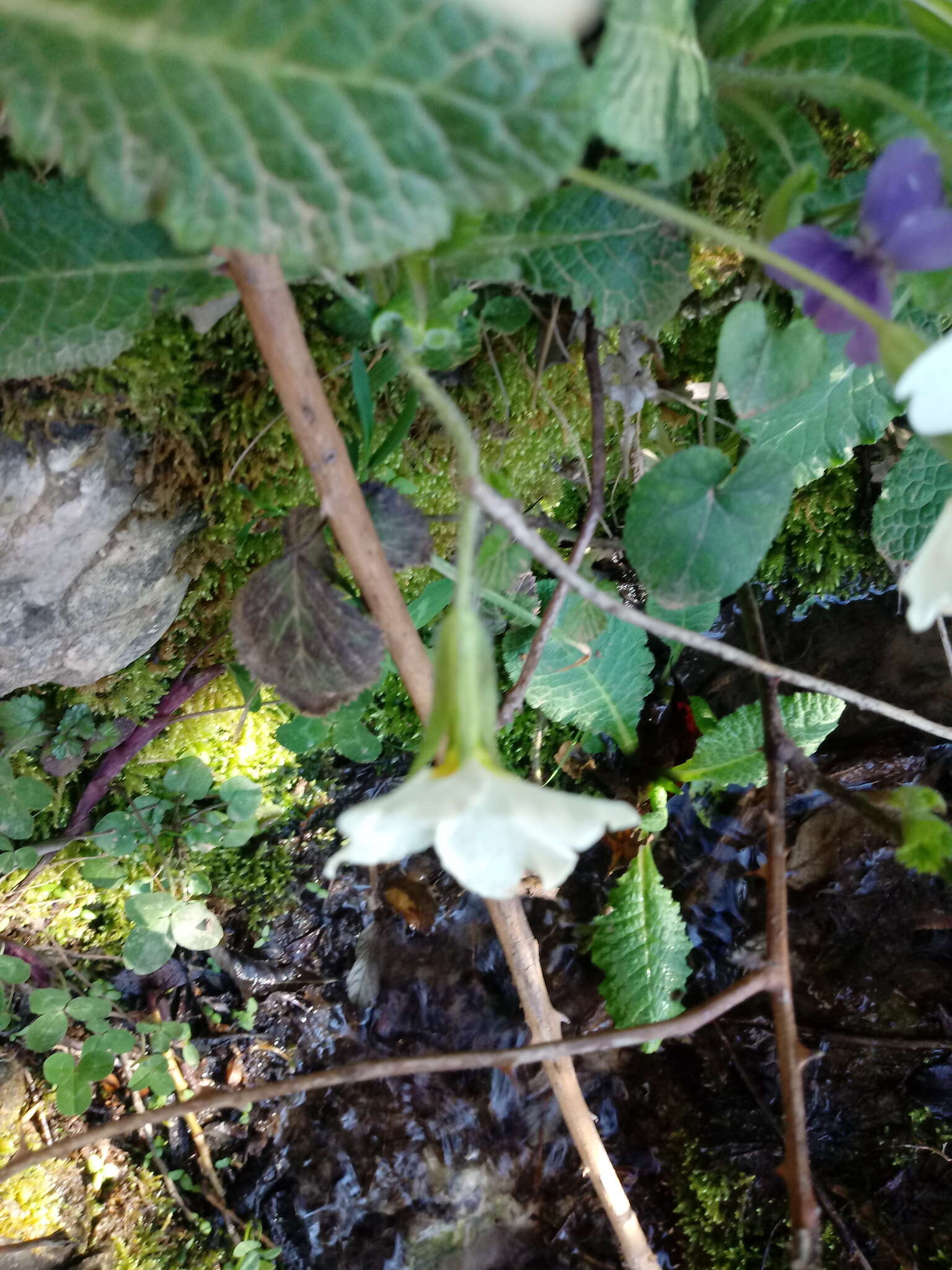 Image of Primula acaulis subsp. atlantica (Maire & Wilczek) Greuter & Burdet