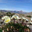 صورة Dryas octopetala subsp. octopetala