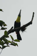 Image of Choco Toucan