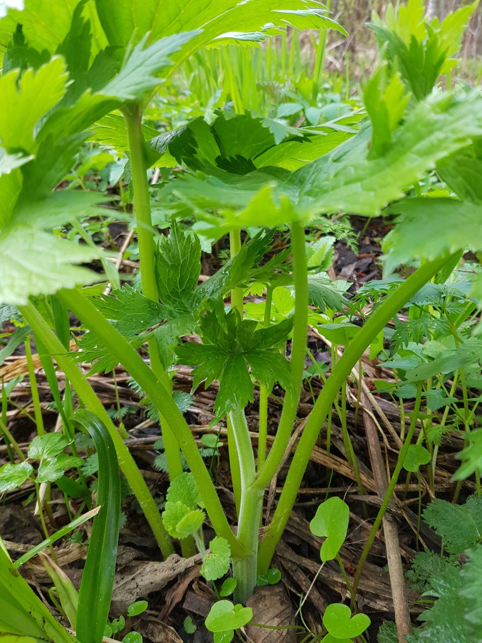 Aconitum septentrionale Koelle resmi