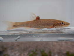 Image of Longnose Dace