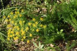 Ferulago humilis Boiss. resmi