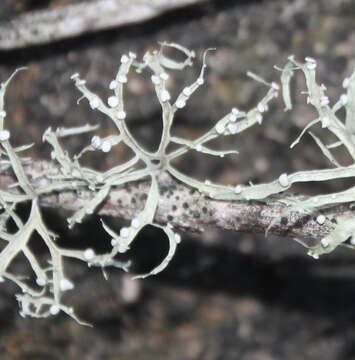 Image of cartilage lichen