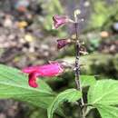 Image of Salvia venulosa Epling