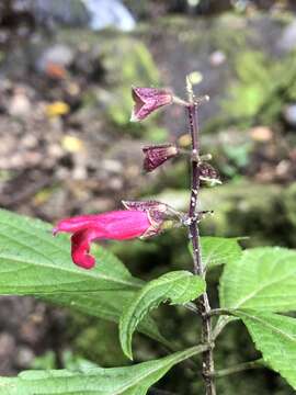 Image of Salvia venulosa Epling