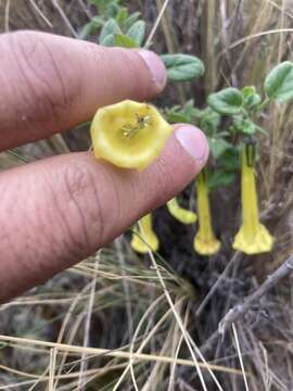 Image of Salpichroa glandulosa (Hook.) Miers