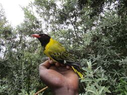 Image of African Black-headed Oriole