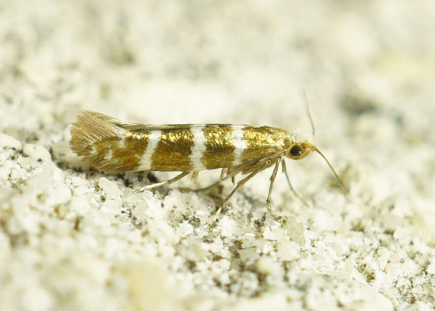 Imagem de Argyresthia trifasciata Staudinger 1871