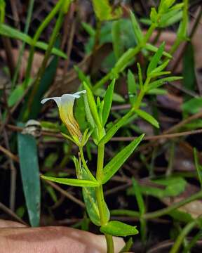 Image de Gratiola ramosa Walt.