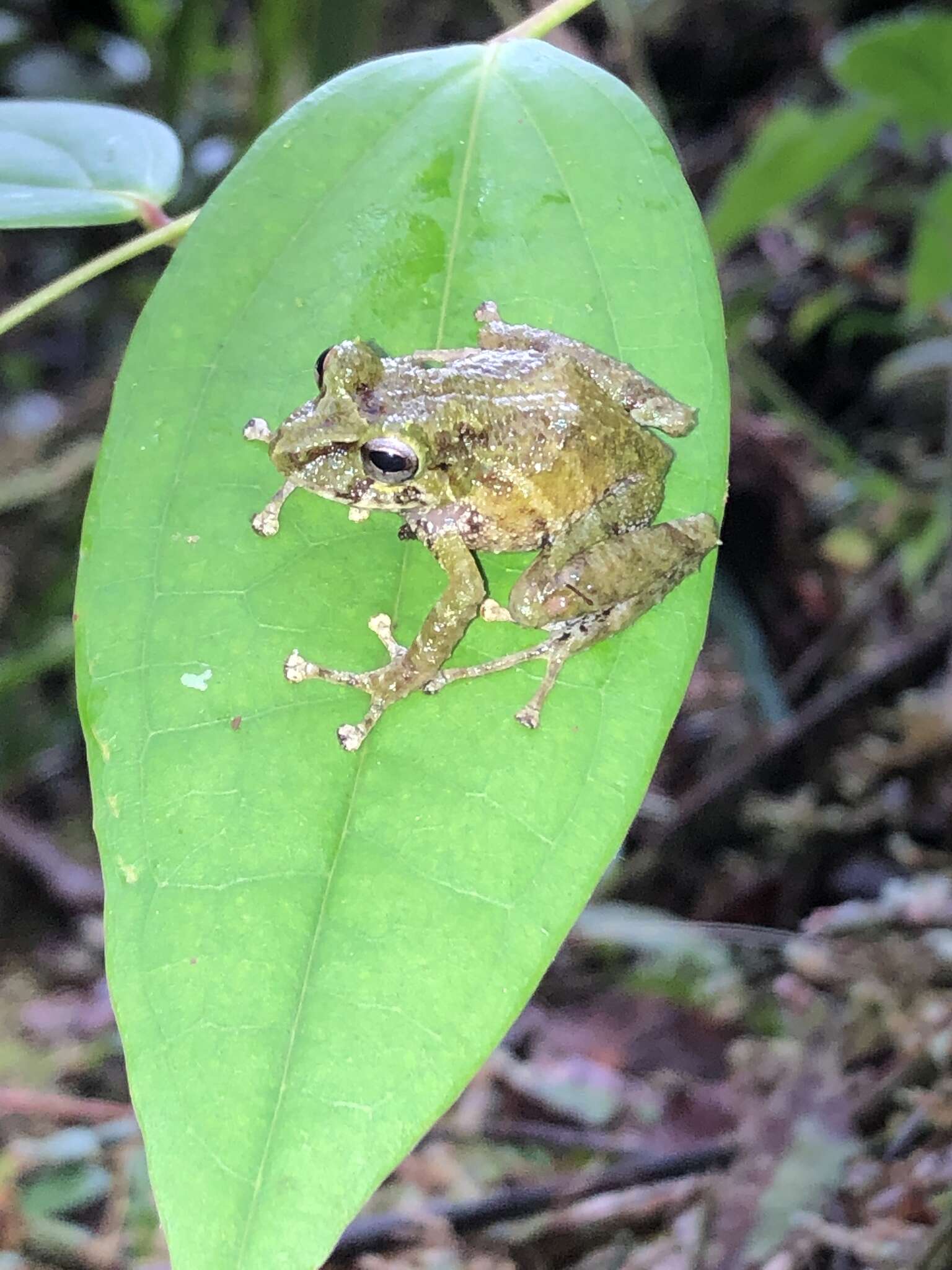 Image of Llanganates Rain Frog; Cutin de los Llanganates