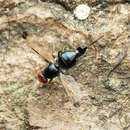 Слика од Pseudoseioptera albipes (Cresson 1919)