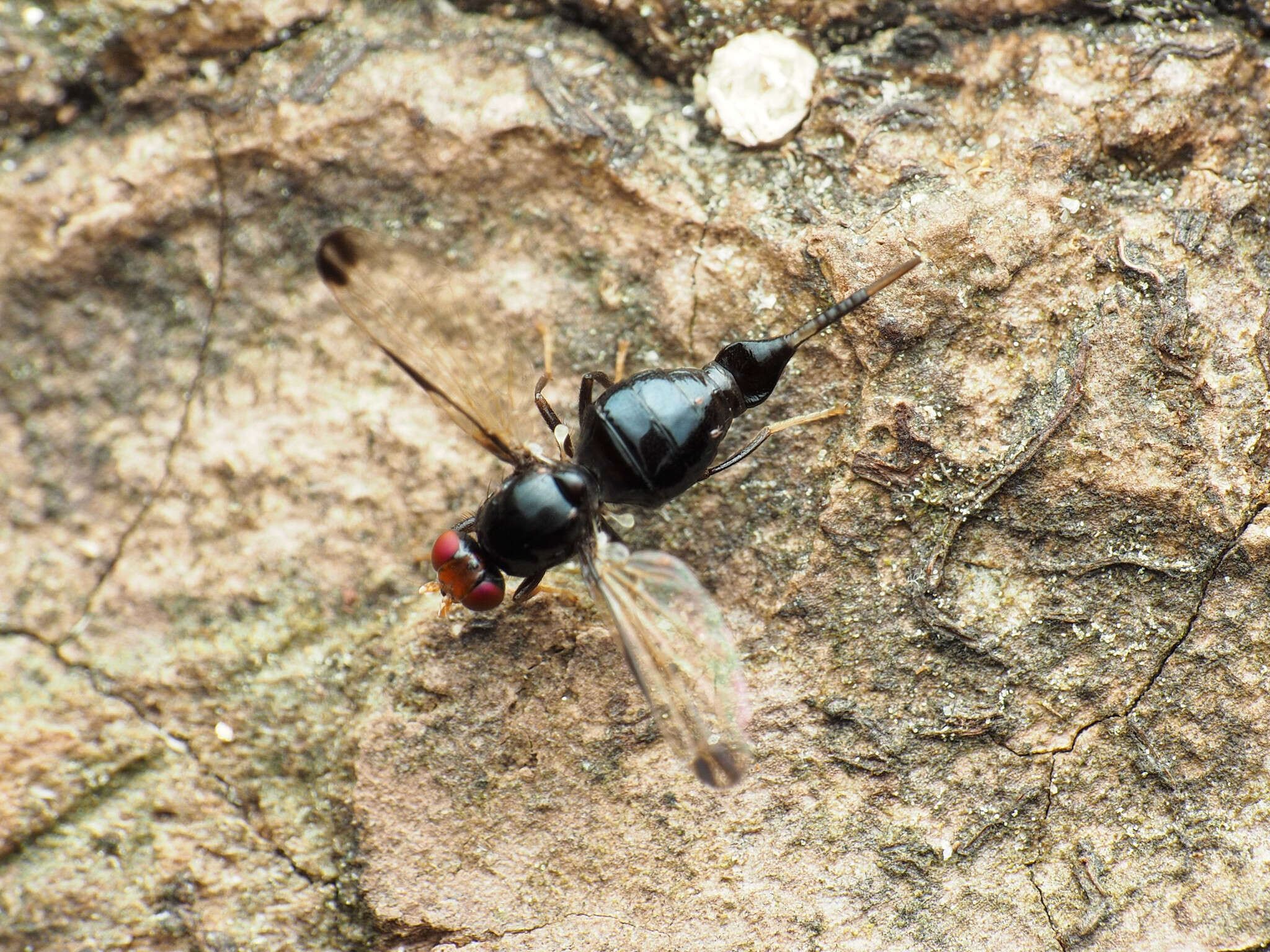 Image of Pseudoseioptera albipes (Cresson 1919)