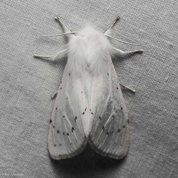 Image of Vestal Tiger Moth