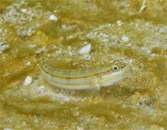 Image of Ladder goby