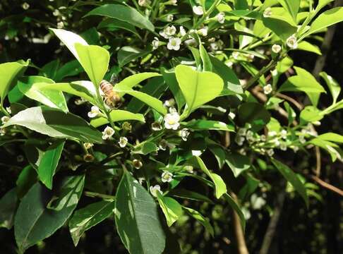 صورة Ilex viridis Champ. ex Benth.