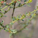 Image of <i>Daviesia ulicifolia</i> subsp. <i>ruscifolia</i>