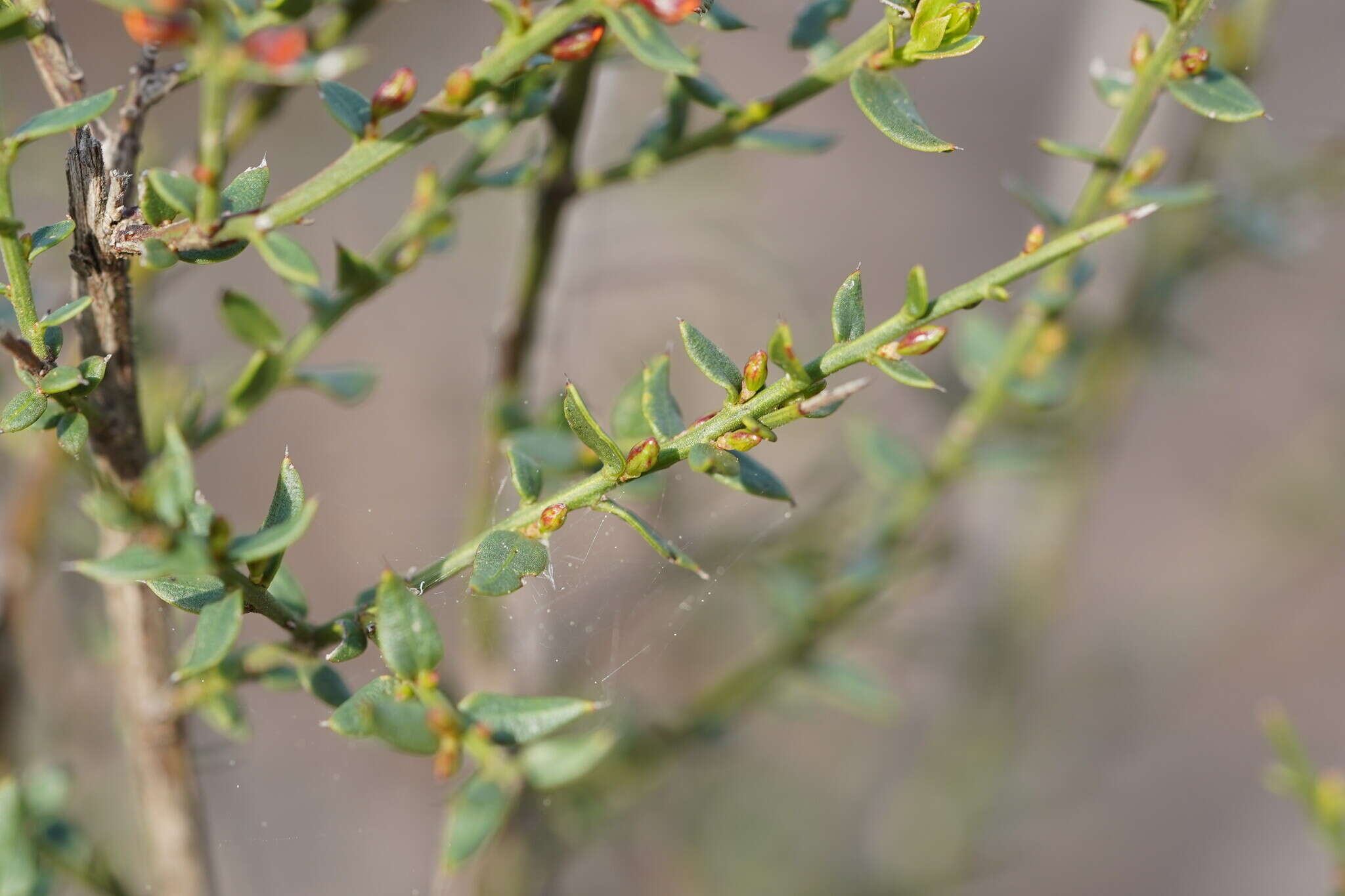 Image of <i>Daviesia ulicifolia</i> subsp. <i>ruscifolia</i>