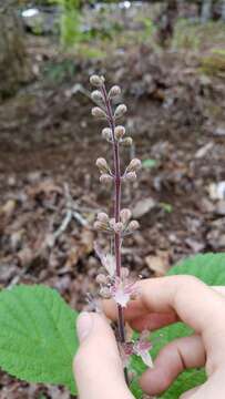 Imagem de Collinsonia verticillata Baldwin ex Elliott