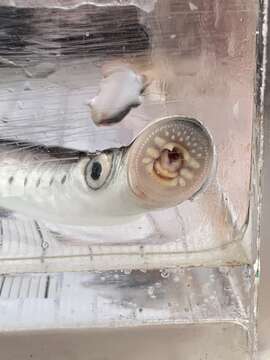 Image of Parasitic river lamprey