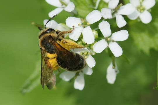 Sivun Andrena crataegi Robertson 1893 kuva